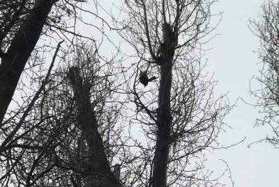 В Днепре спасатели забрались на огромное дерево ради спасения птицы