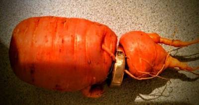 Морковь вернула немецкому пенсионеру утерянное сокровище