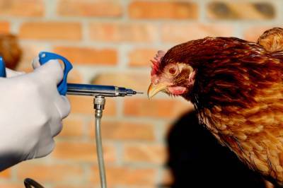 Карантин из-за птичьего гриппа ввели в Кизлярском районе Дагестана