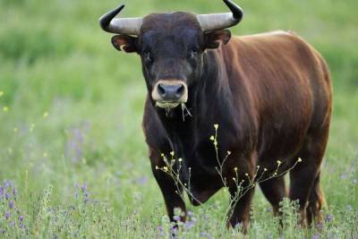 В Ярославской области быки насмерть забодали фермера