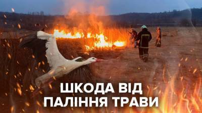 Болезни, уничтожение экосистемы и убийство животных: какой вред несет сжигание травы - 24tv.ua
