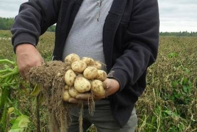 Эксперты рассказали как получить хороший урожай картофеля