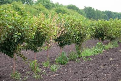 Тамбовские садоводы завершают обрезку плодовых деревьев