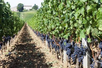 На Кубани площадь земель для виноградников увеличилась до 50 тысяч гектаров