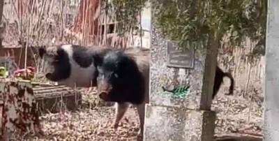 Стадо одичалых свиней разорило кладбище на Запорожье (ВИДЕО)