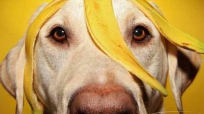 Можно ли собаке есть бананы: ответ ветеринаров - 24tv.ua