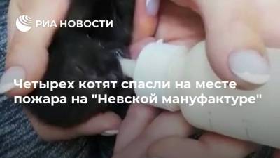 Четырех котят спасли на месте пожара на "Невской мануфактуре"