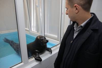 Михаил Романов передал лекарства подопечным Центра изучения и сохранения морских млекопитающих в поселке Репино