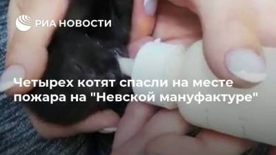 Четырех котят спасли на месте пожара на “Невской мануфактуре”