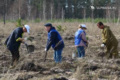 В Сенгилеевском районе высадили 6600 сосен в память о героях