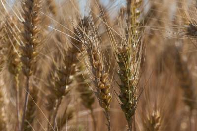 1,3 млн тонн зерна планируется произвести в Нижегородской области в 2021 году