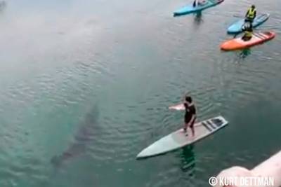 Трехметровая гигантская акула прервала урок серферов