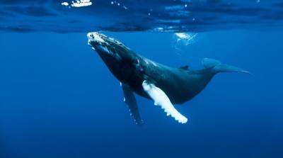 Огромный кит выпрыгнул из воды в нескольких метрах от ныряльщика (Видео)