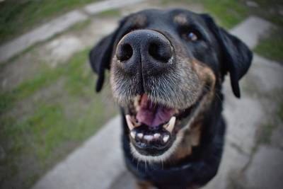 Ученые заявили, что собаки могут учуять COVID-19 почти со стопроцентной точностью