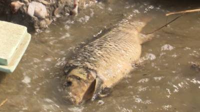 На Урале в Белоярском районе массово гибнет рыба