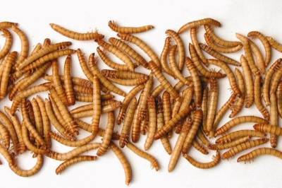 Слияние на ринке насекомых: мучные черви подбираются к тарелкам потребителей