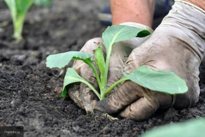 Советы для садоводов, гарантирующие отменный урожай