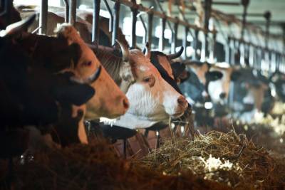 Ветеринарная служба Югры обследует крупный рогатый скот