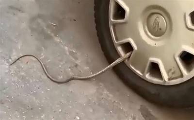 Туляки заметили странную змею в колесе машины