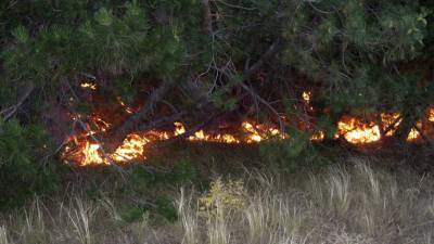 Пожарный-волонтер случайно устроил крупный лесной пожар и угодил в тюрьму