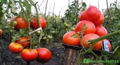 Лучшие гибриды томатов для открытого грунта