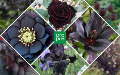 Черные цветы: 15 видов растений с темными бутонами и листьями