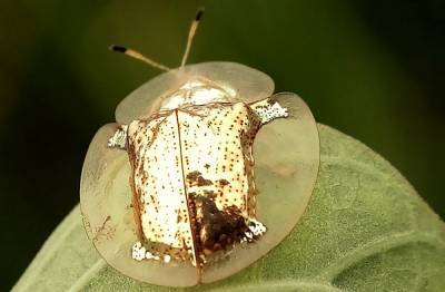 "Золотые" жуки, которые выглядят как драгоценность: невероятные фото, видео