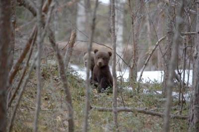 Медведи проснулись после зимней спячки в Керженском заповеднике