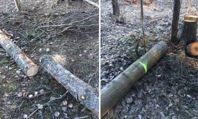 Узнали, почему снова вырубают деревья в парке «Беличий остров» в Петрозаводске