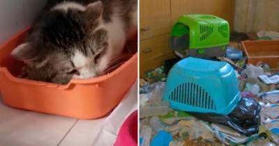 Концлагерь для кошек: женщина спасла 40 котов и бросила их в квартире