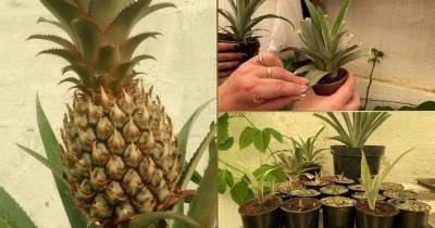 Вырастить и получить плоды ананаса в домашних условиях не так уж и сложно