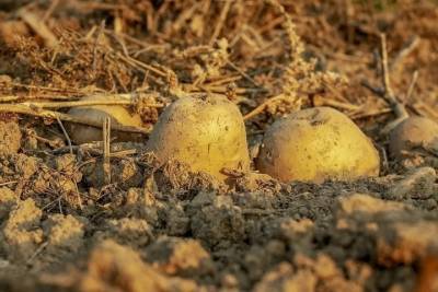 Раздача семенного картофеля началась в Псковской области