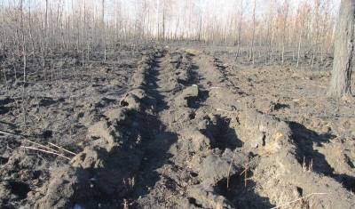 В Тюменской области будут судить грибника за уничтожение 7,9 гектаров леса