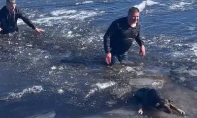 В Петрозаводске мужчины кинулись в ледяную воду и вытащили двух тонущих собак из Онежского озера