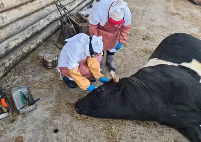 В Ульяновской области бык убил двух работников фермы