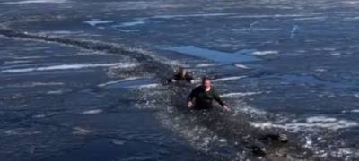 Провалившихся под лёд собак в Петрозаводске спасли случайные прохожие (ВИДЕО)