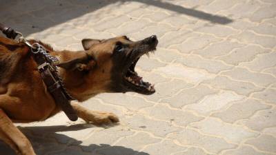 Четырехлетний мальчик умер после нападения стаи бродячих псов в Башкирии