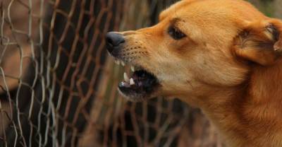В Башкирии бродячие псы насмерть загрызли игравшего возле дома 4-летнего ребёнка