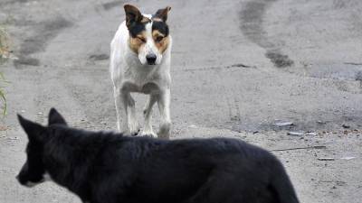 В Башкирии собаки насмерть загрызли маленького ребенка