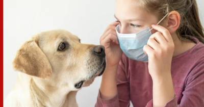 Собаки могут распознавать COVID-19 по запаху с точностью до 96%, считают ученые