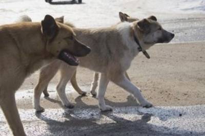 В Башкирии бродячие собаки загрызли четырёхлетнего ребенка