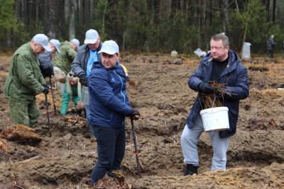 9 000 деревьев высадили на республиканском субботнике работники Комитета госконтроля Гродненской области и управления Департамента финансовых расследований