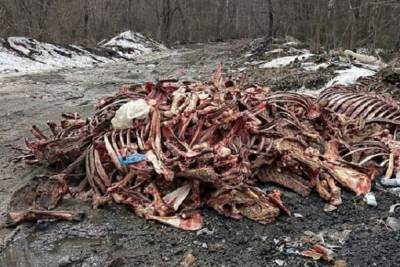 В Петушинском районе обнаружена свалка костей животных
