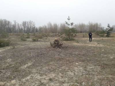 В Черкасском районе обнаружили самовольную рубку 345 деревьев
