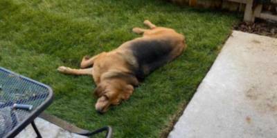 Бентли, проблемный пёс: почему он резко выздоровел