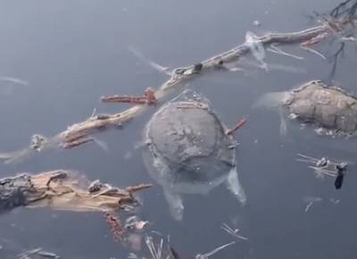 О массовой гибели черепах на Маклоке сообщили жители Воронежской области
