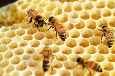 Ученые: Жители Западной Африки научились добывать мед еще 3,5 тысячи лет назад