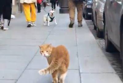 "Мил и очень опасен": петербургский кот Рыжик стал героем вестерна