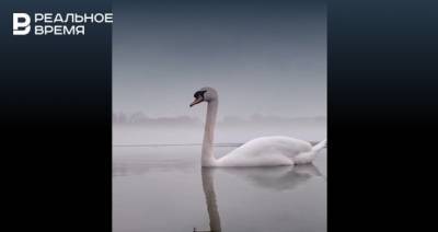 В Казани сняли завораживающее видео с лебедями на озере Кабан