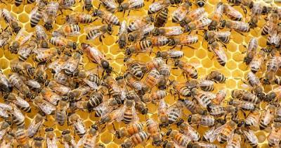 В Нигерии нашли следы пчеловодства 3500-летней давности